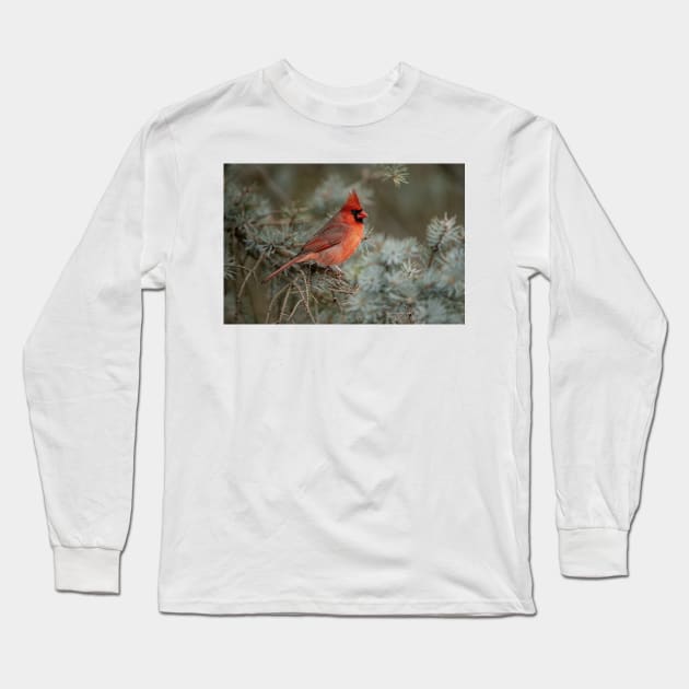 Male Northern Cardinal Long Sleeve T-Shirt by jaydee1400